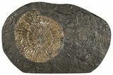 Dactylioceras Ammonite - Posidonia Shale, Germany #180413-1
